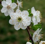 Весняна радість