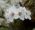 Старе дерево