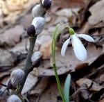 Рання весна