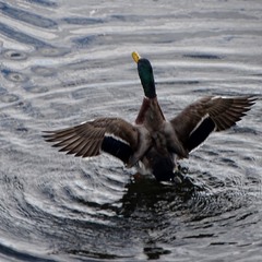 Хочу в небо