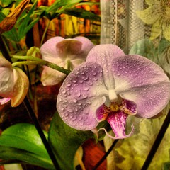 Вдома цвітуть орхідеї