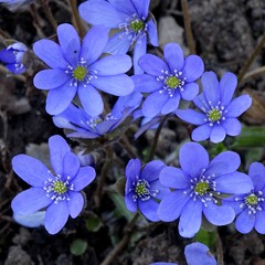 Весна синіх квітів