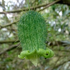 Осінній плід