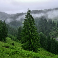 Дерево в країні туманів