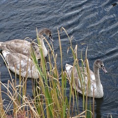 Молоді лебеді