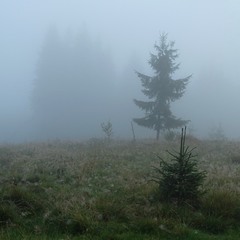Тіні в тумані