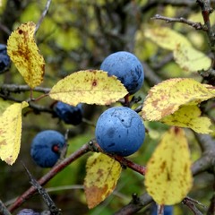 Трохи про осінь