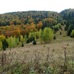 Осінь на полонині