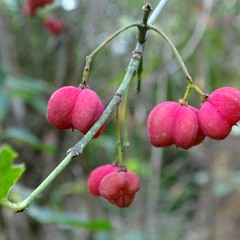 Етюд ранньої осені