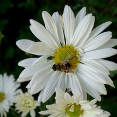 Осінній політ