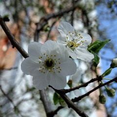 Нарешті весна!