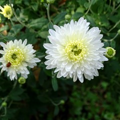 Білі осінні квіти