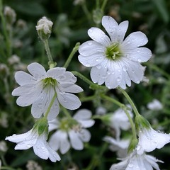 Білі квіти і дощ