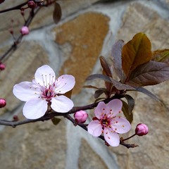 Весна і каміння
