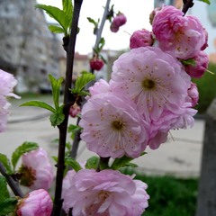 Сакура цвіте