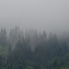 Тумани