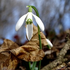 Весна. Перші кроки.