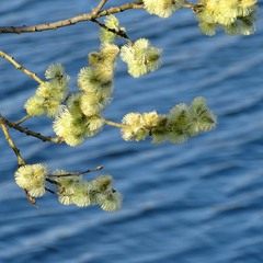Весна над озером