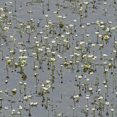 Квіти забутого озера