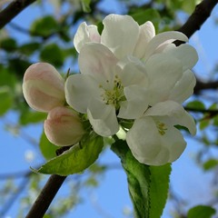 Яблуня цвіте
