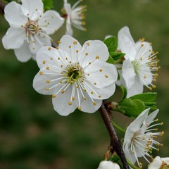 Весняна радість