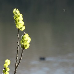 На весняному озері