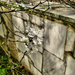 Весна і стіна