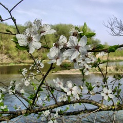 Весна і ріка