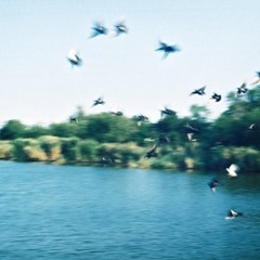 синие птицы