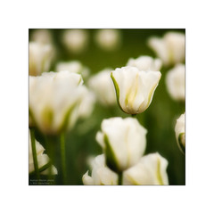 ~ Білі тюльпани ~