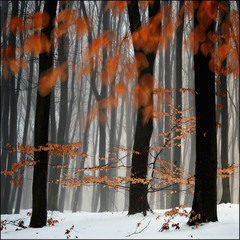 Сьогодні осінь в зимовому лісі