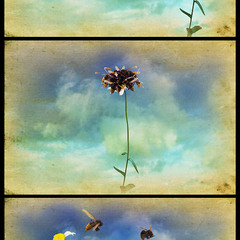 Шершни и цветок (триптих )