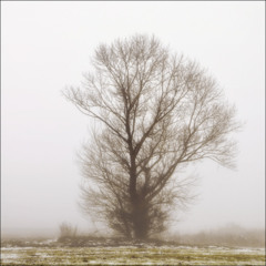 Одиночество в тумане (2)