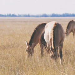 лошади Пржевальского