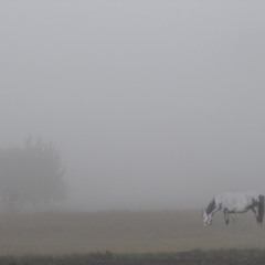 Лошадка в тумане