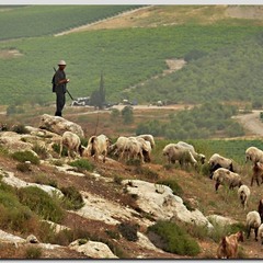 Пастух бедуин