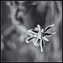 frozen star