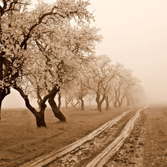 Дорога уходящая в туман.