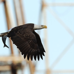 Bald Eagle на фоне столбов высоковольной линии
