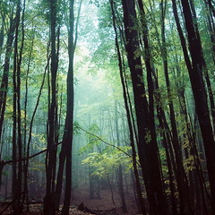 В тёмно-синем лесу...:)