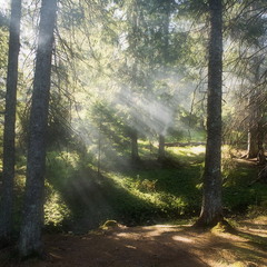 Утро в еловом лесу