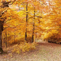 Буковий ліс восени