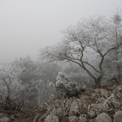Кримсько-японський пейзаж з туманом