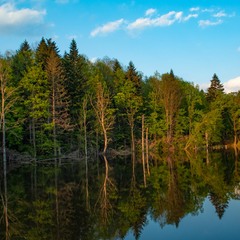 Озерце в лісі