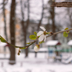 На Львівщині сьогодні сніг