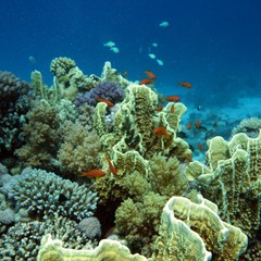 underwater oasis