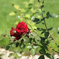 Любовь это роза