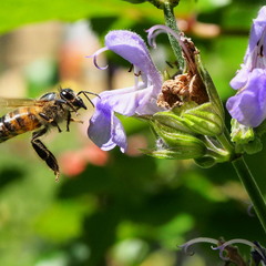 Пчела и шалфей