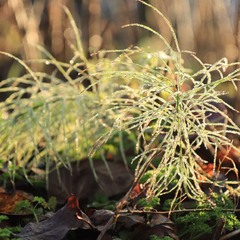 ...золото роси