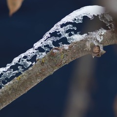 ...крижана пектораль...